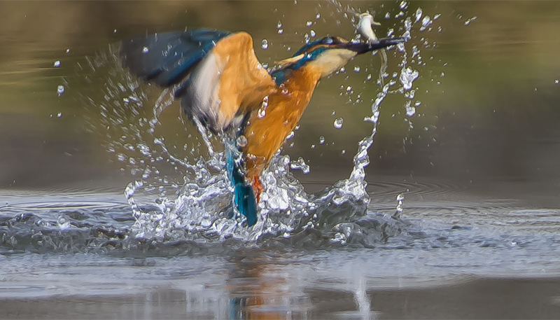 La pesca del Martino     (Alcedo atthis)